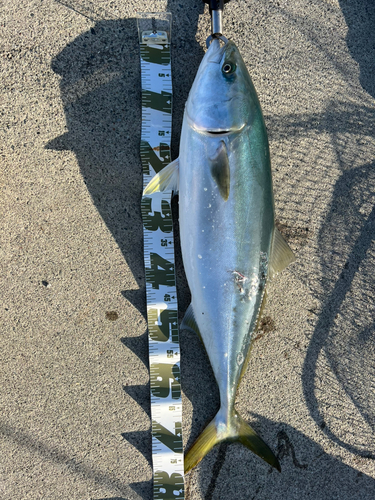 メジロの釣果