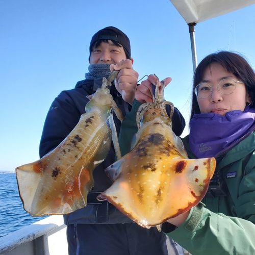 アオリイカの釣果