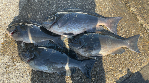 クチブトグレの釣果