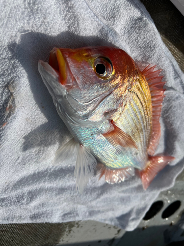 レンコダイの釣果