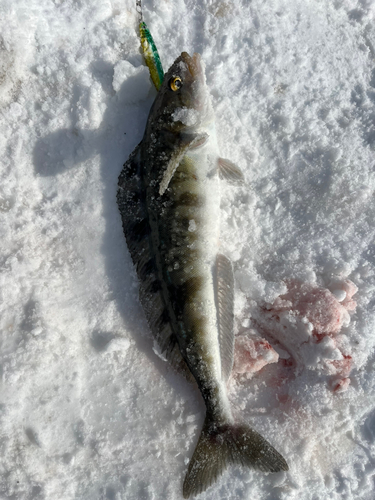 ホッケの釣果