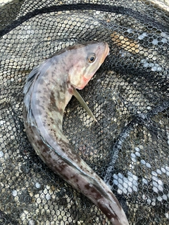 ホッケの釣果