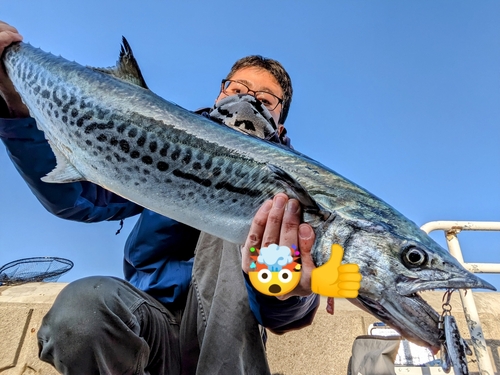 サゴシの釣果