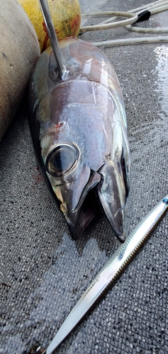 ビンチョウマグロの釣果