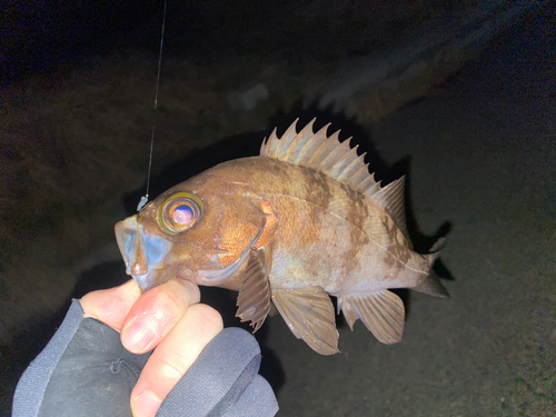 メバルの釣果