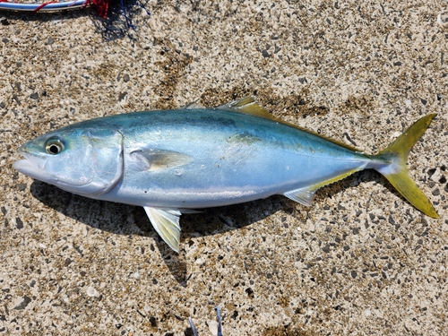 ヤズの釣果