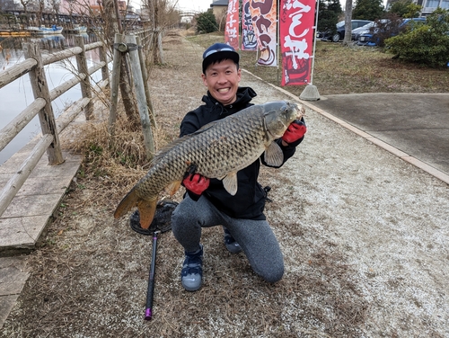 コイの釣果