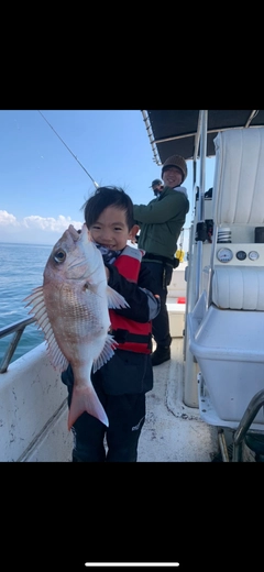 マダイの釣果