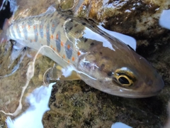 アマゴの釣果