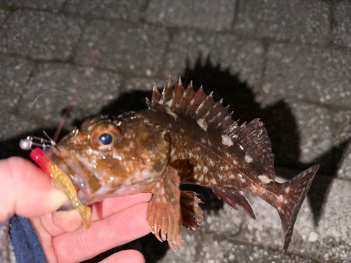 カサゴの釣果