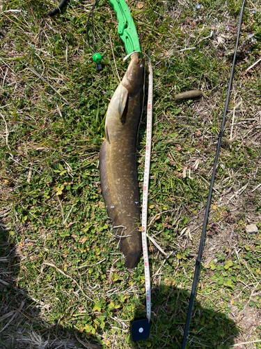 ナマズの釣果