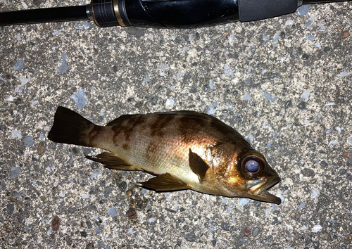 シロメバルの釣果