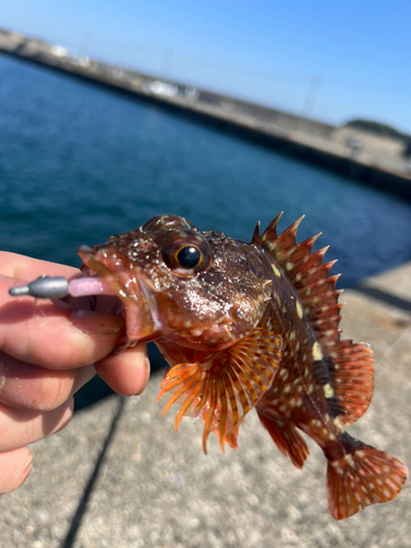 ガシラの釣果