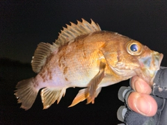 メバルの釣果