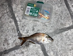 マタナゴの釣果