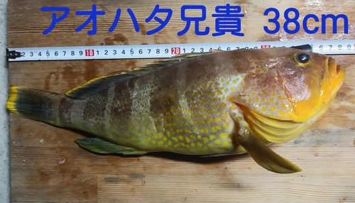 アオハタの釣果