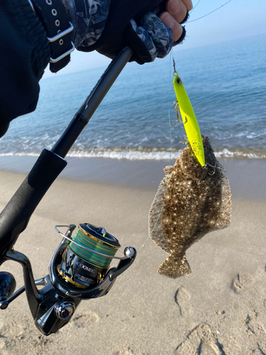 ヒラメの釣果