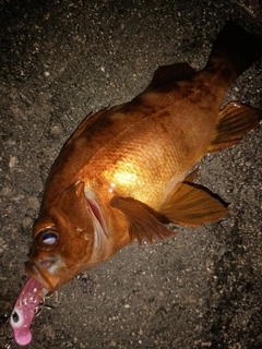 メバルの釣果