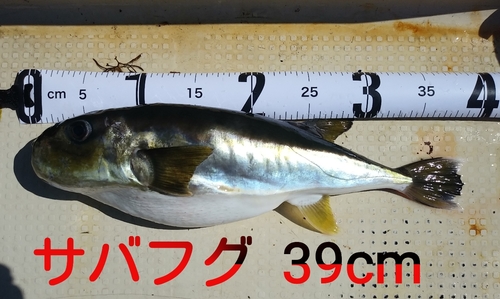 シロサバフグの釣果