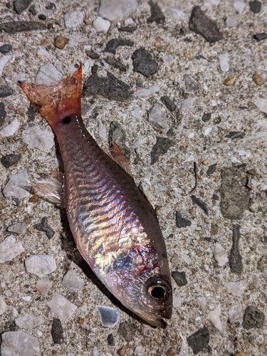 クロホシイシモチの釣果