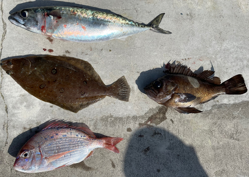 チダイの釣果