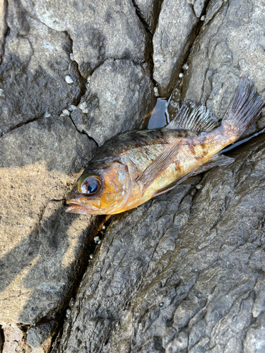 アカメバルの釣果