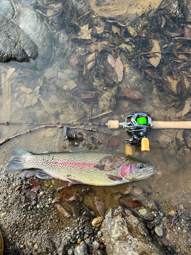 ニジマスの釣果