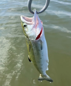 ヤマメの釣果