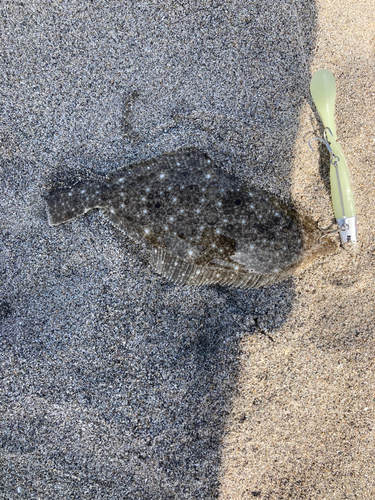 ソゲの釣果