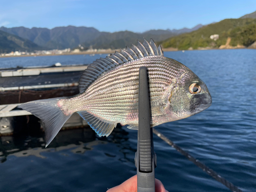 ヘダイの釣果