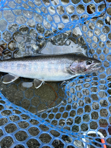 イワナの釣果