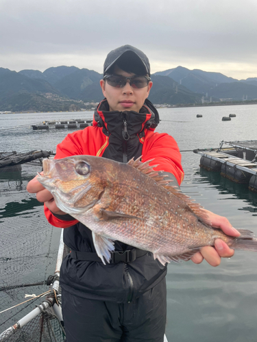 マダイの釣果