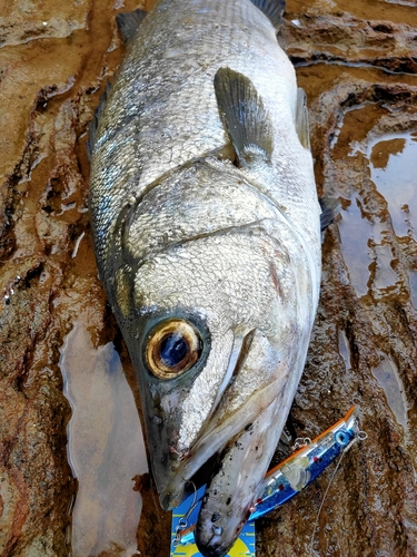 ヒラスズキの釣果