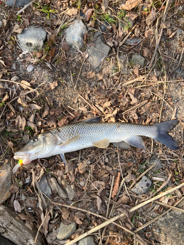 ニゴイの釣果