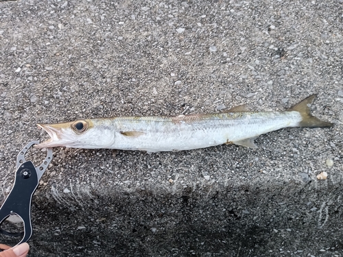 オニカマスの釣果