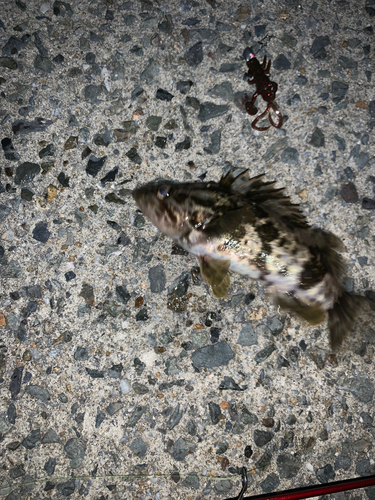 クロソイの釣果