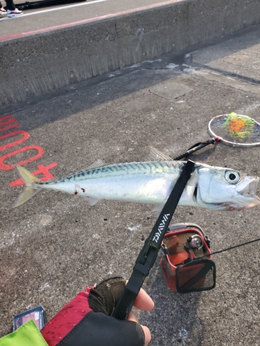 サバの釣果