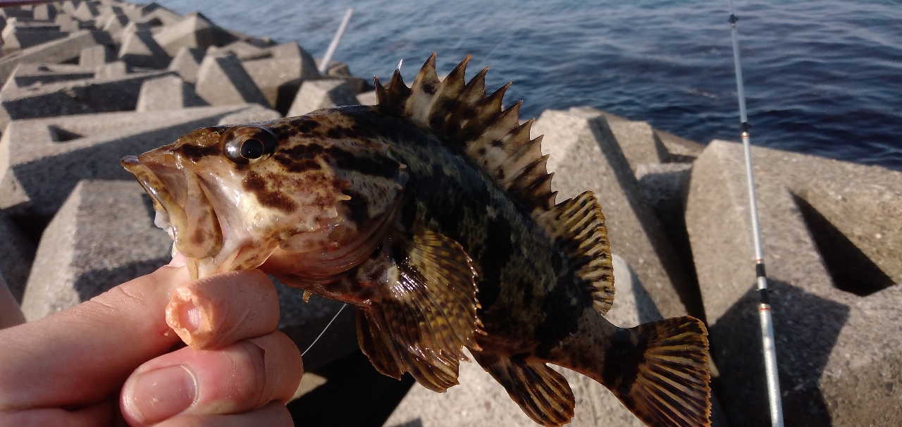 タケノコメバル