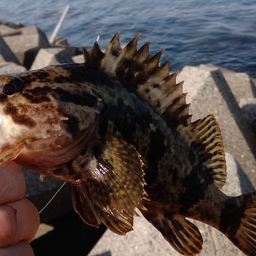 タケノコメバル