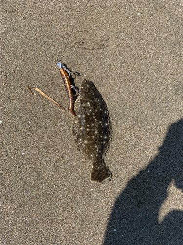 ソゲの釣果