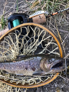 ニッコウイワナの釣果