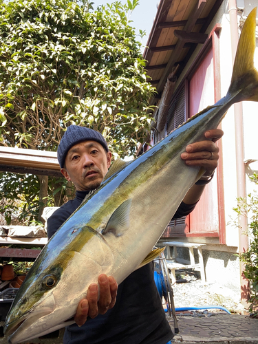 ブリの釣果