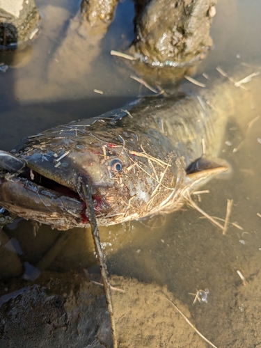 ナマズの釣果