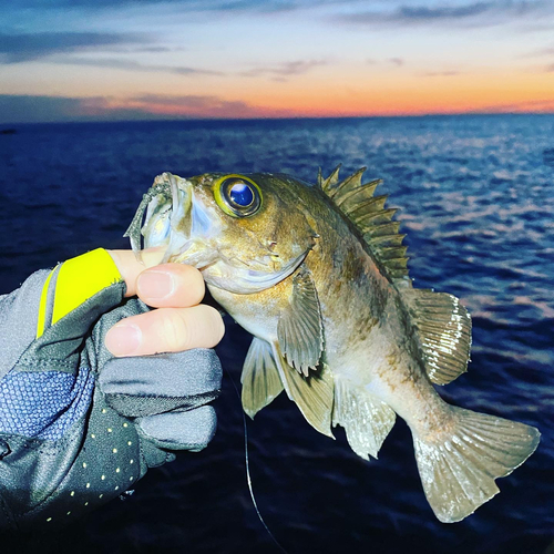 メバルの釣果