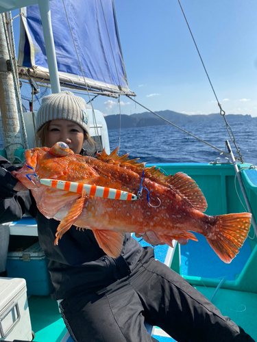 ウッカリカサゴの釣果