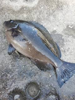 メジナの釣果