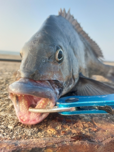 チヌの釣果