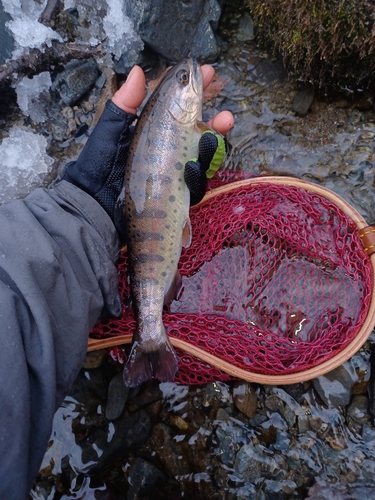 ヤマメの釣果