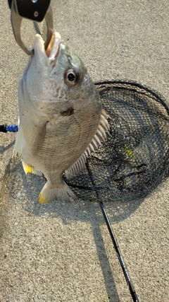 キチヌの釣果