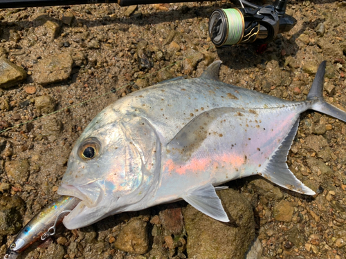 ロウニンアジの釣果